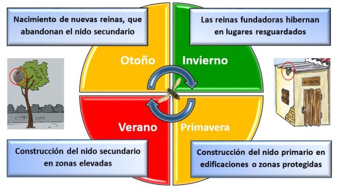 Vespa velutina-Estacionalidad