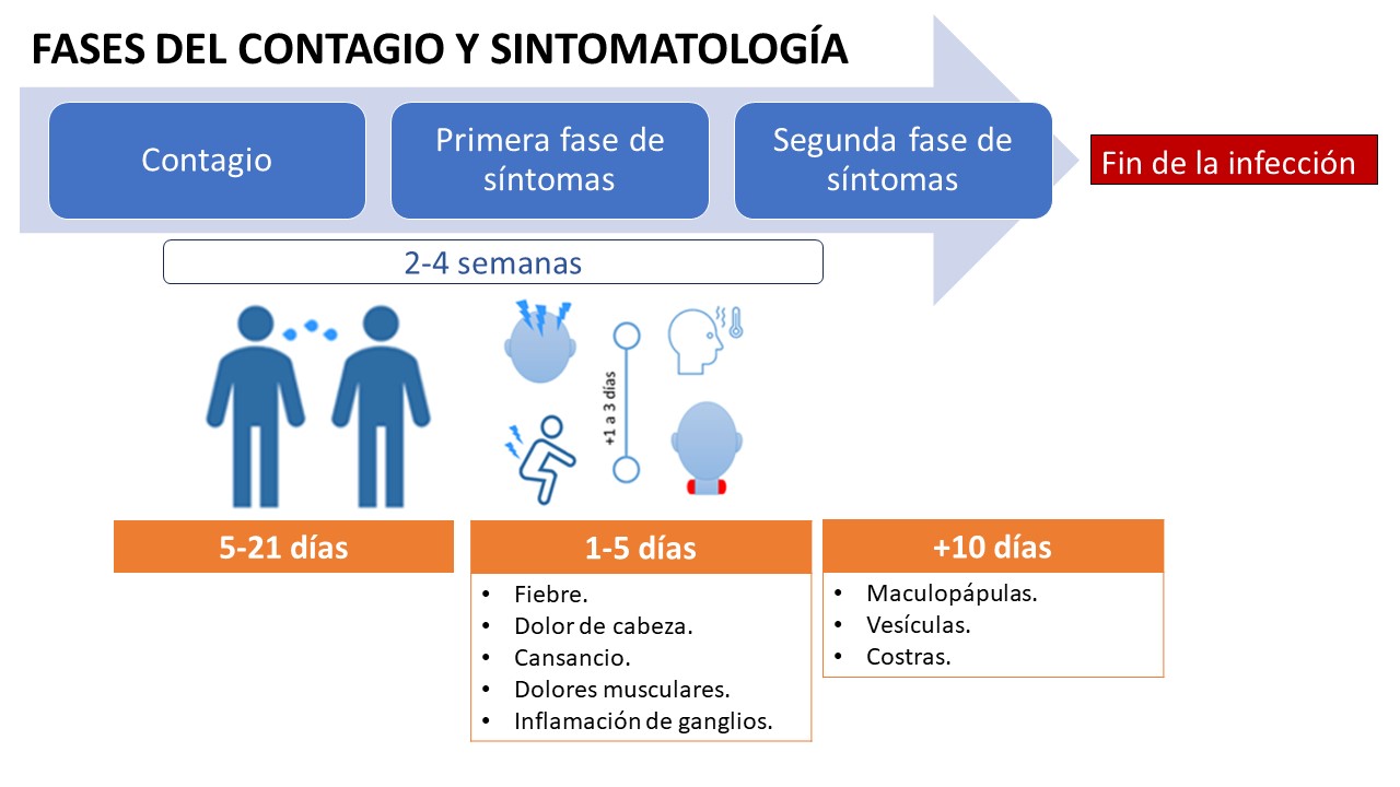 FASES DEL CONTAGIO Y SINTOMATOLOGÍA